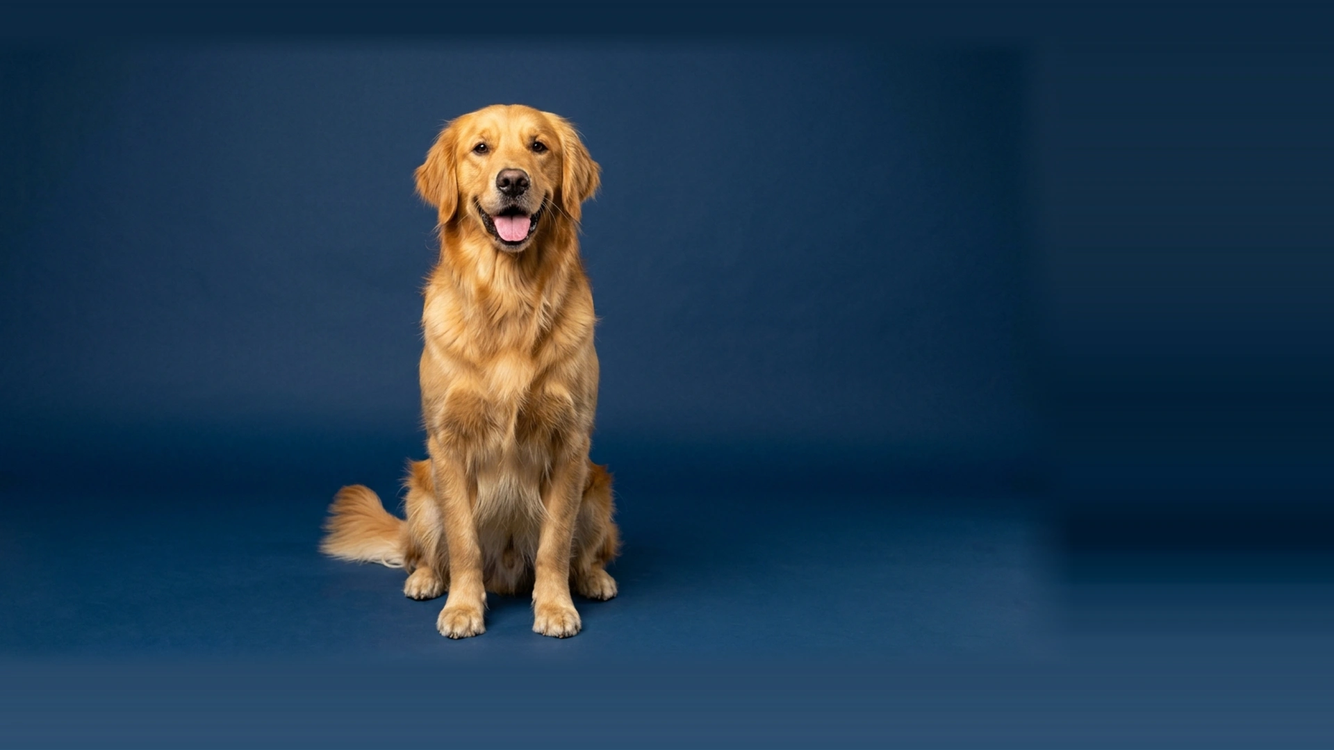 Nutrición Canina